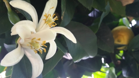 Blüte einer Zitruspflanze