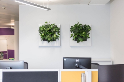 Live Picture – Pflanzenbild an der Wand