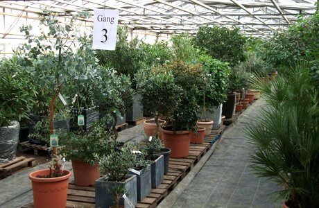 Überwinterung mediterraner Pflanzen im Gewächshaus